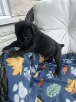 Girl # 4, a female Cane Corso for sale in Louisville, KY – 4 of 10