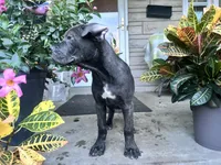 Sadie - Cane Corso pup , a female Cane Corso for sale in Louisville, KY – 4 of 10