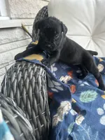 Girl # 1, a female Cane Corso for sale in Louisville, KY – 1 of 10