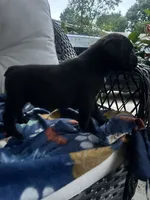 Boy #2 , a male Cane Corso for sale in Louisville, KY – 5 of 10