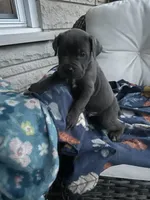 Boy #1, a male Cane Corso for sale in Louisville, KY – 5 of 10