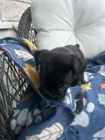 Girl # 4, a female Cane Corso for sale in Louisville, KY – 5 of 10