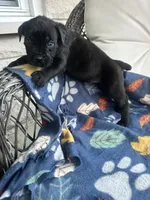Girl # 1, a female Cane Corso for sale in Louisville, KY – 10 of 10