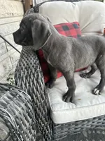 Sadie , a female Cane Corso for sale in Louisville, KY – 5 of 9