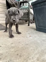Boy #1 updated , a male Cane Corso for sale in Louisville, KY – 10 of 10