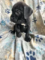 Girl # 1, a female Cane Corso for sale in Louisville, KY – 3 of 10