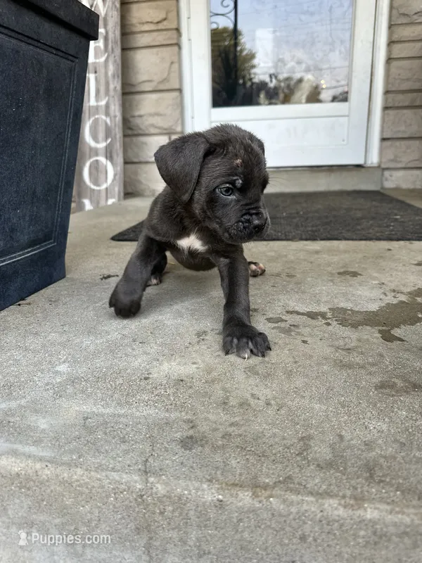 Boy # 2  – Cane Corso puppy for sale in Louisville, KY