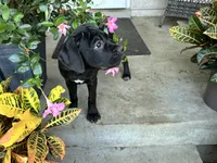 Layla - Cane Corso Pup , a female Cane Corso for sale in Louisville, KY – 1 of 10