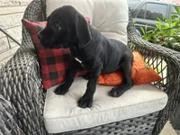 Stella , a female Cane Corso for sale in Louisville, KY – 7 of 7