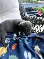 Girl # 5, a female Cane Corso for sale in Louisville, KY – 7 of 9