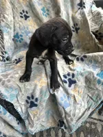 Boy # 2 , a male Cane Corso for sale in Louisville, KY – 2 of 10