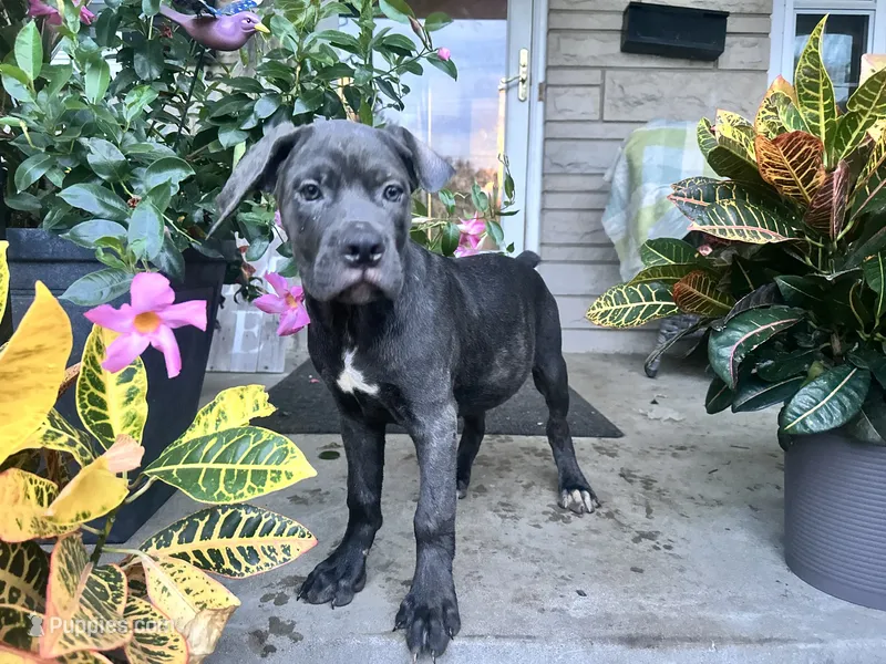 Sadie -  Ears Cropped Now * – Cane Corso puppy for sale in Louisville, KY