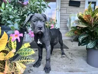 Sadie - Cane Corso pup , a female Cane Corso for sale in Louisville, KY – 6 of 10