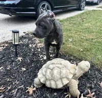 Sadie *champion Pedigree*, a female Cane Corso for sale in Louisville, KY – 7 of 10