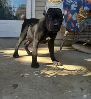 Layla * ears cropped.*, a female Cane Corso for sale in Louisville, KY – 10 of 10