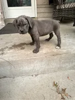 Girl #3 updated , a female Cane Corso for sale in Louisville, KY – 5 of 10