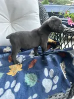 Girl # 5, a female Cane Corso for sale in Louisville, KY – 3 of 9