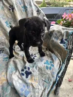 Girl # 2 , a female Cane Corso for sale in Louisville, KY – 6 of 7
