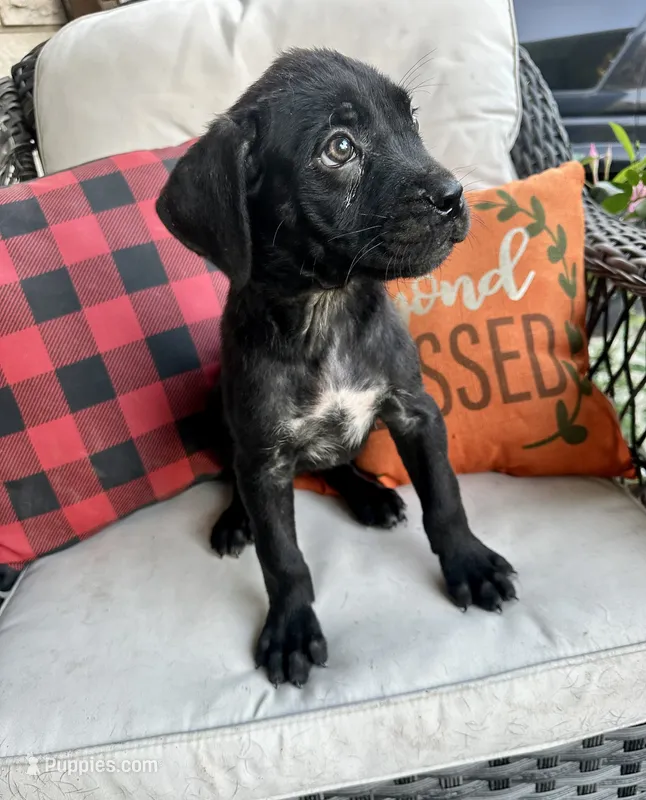 Stella  – Cane Corso puppy for sale in Louisville, KY