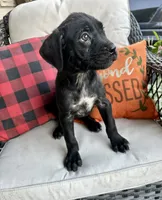 Stella , a female Cane Corso for sale in Louisville, KY – 1 of 4