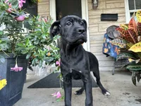 Stella , a male Cane Corso for sale in Louisville, KY – 5 of 8