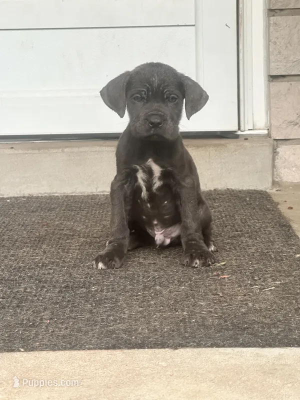Boy #1 updated  – Cane Corso puppy for sale in Louisville, KY