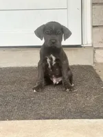 Boy #1 updated , a male Cane Corso for sale in Louisville, KY – 1 of 10
