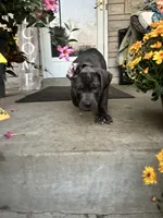 Sadie - Cane Corso , a female Cane Corso for sale in Louisville, KY – 8 of 10