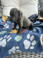 Girl # 3, a female Cane Corso for sale in Louisville, KY – 3 of 9