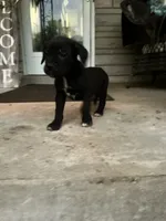 Boy #3 updated , a male Cane Corso for sale in Louisville, KY – 10 of 10