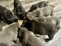 Boy #1, a male Cane Corso for sale in Louisville, KY – 8 of 10