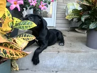 Lola , a female Cane Corso for sale in Louisville, KY – 8 of 10