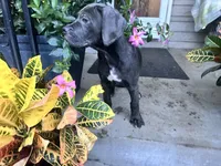 Sadie - Cane Corso pup , a female Cane Corso for sale in Louisville, KY – 9 of 10