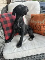 Lola , a female Cane Corso for sale in Louisville, KY – 2 of 4