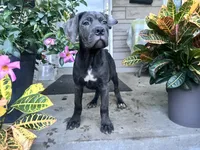 Sadie - Cane Corso pup , a female Cane Corso for sale in Louisville, KY – 10 of 10