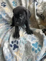 Girl # 1, a female Cane Corso for sale in Louisville, KY – 8 of 10