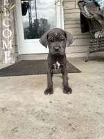 Boy #1 updated , a male Cane Corso for sale in Louisville, KY – 8 of 10