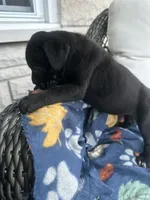 Girl # 2, a female Cane Corso for sale in Louisville, KY – 4 of 10