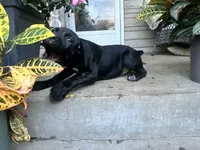 Lola , a female Cane Corso for sale in Louisville, KY – 9 of 10