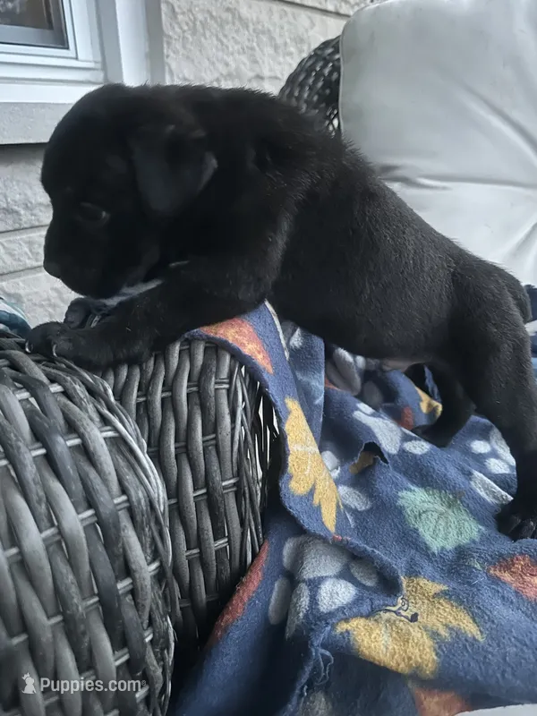 Boy # 3 – Cane Corso puppy for sale in Louisville, KY
