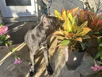 Layla, a female Cane Corso for sale in Louisville, KY – 4 of 9