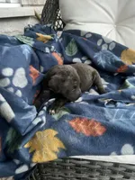 Girl # 6, a female Cane Corso for sale in Louisville, KY – 4 of 9