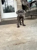 Boy #1 updated , a male Cane Corso for sale in Louisville, KY – 5 of 10