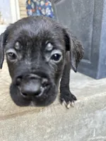 Boy # 2 , a male Cane Corso for sale in Louisville, KY – 5 of 10