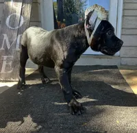 Layla * ears cropped.*, a female Cane Corso for sale in Louisville, KY – 5 of 10