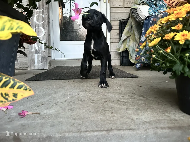 Max - Cane Corso  – Cane Corso puppy for sale in Louisville, KY