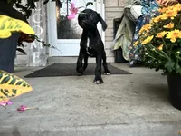 Max - Cane Corso , a female Cane Corso for sale in Louisville, KY – 1 of 7