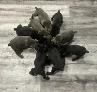 Boy #2 , a male Cane Corso for sale in Louisville, KY – 9 of 10