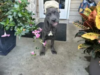 Sadie * ears cropped *, a male Cane Corso for sale in Louisville, KY – 6 of 8