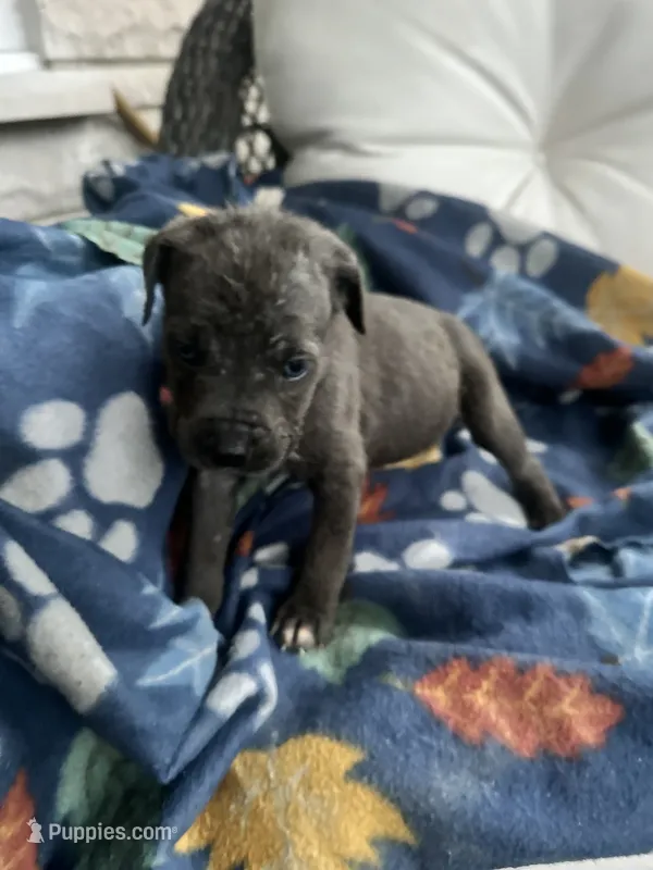 Girl # 6 – Cane Corso puppy for sale in Louisville, KY